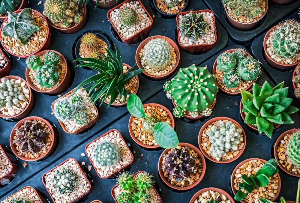 Rows of different types of cactus