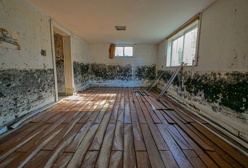 moldy room